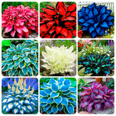 Carpet Creeping hosta seeds packaging shows open pollinated heirloom varieties for shade gardening.