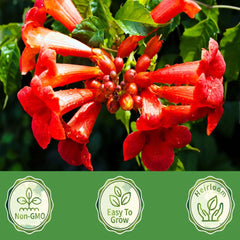 Carpet Creeping Madame Galen trumpet vine displays vibrant orange-red flowers.