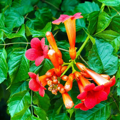 Carpet Creeping Madame Galen trumpet vine blooms from mid-summer to fall in a sunny garden.