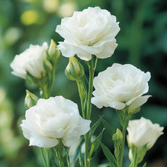 Carpet Creeping non-GMO lisianthus seeds for elegant gardens.