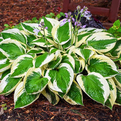 Carpet Creeping shade garden plant supports lush ground cover.