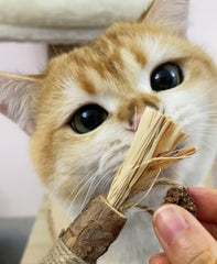 Catnip bag included with Caticalife sticks to boost play