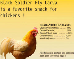 Classic Flock BSFL larvae closeup highlighting high-protein nutrition