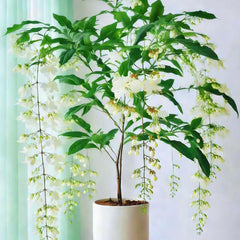 Climbing Jasmine Seeds flowering in the evening for fragrant outdoor ambience.