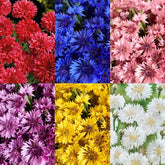 Cornflower seeds cutting-flowers showcase long stems ideal for bouquets.