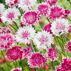 Cornflower seeds direct-sowing germinate well in full sun conditions.