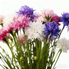 Cornflower Seeds for Planting blue meadow display, creating a vibrant pollinator-friendly border