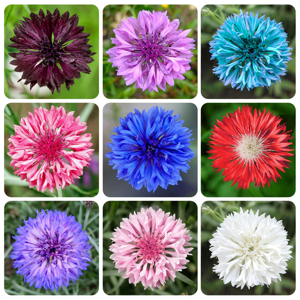 Cornflower Mix Seeds for garden ornament in borders and beds.
