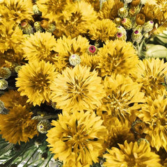 Cornflower seeds pollinator-garden invite bees and butterflies to your garden.