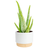 Costa Farms Aloe Vera live plant in decorative pot for stylish indoor decor
