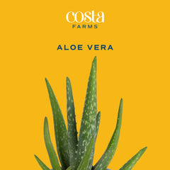Aloe Vera on a sunlit shelf in a bright room