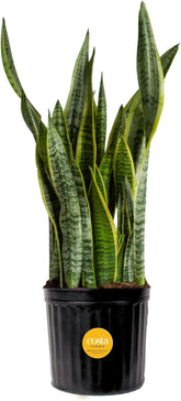 Costa Farms Snake Plant architecture leaves for modern home decor and visual calm.
