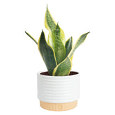 Costa Farms Snake Plant in decorative pot with upright, architectural leaves enhances living room décor.