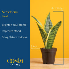 Snake Plant in decorative pot brings calm to a hallway or room.