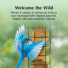 C&S Peanut Delight at feeder attracts nut-loving birds