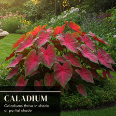 Colorful caladium leaves enhance shaded garden areas with dramatic contrast.