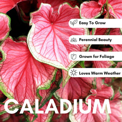 CZ Grain Crimson Sky caladium leaves close-up showing crimson-green pattern.