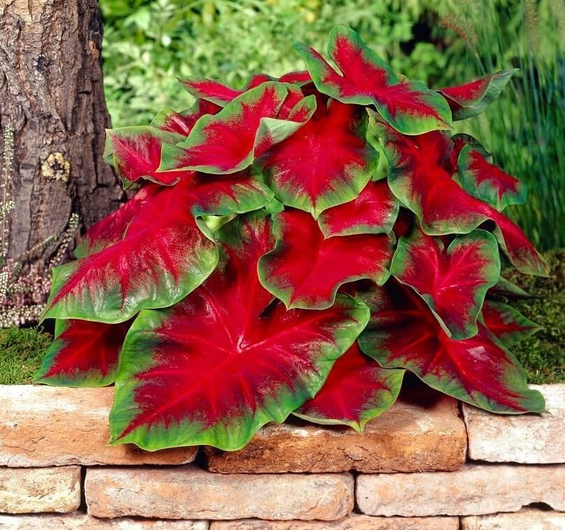 CZ Grain Florida Cardinal Caladium bulbs for vibrant foliage in sunny garden beds.