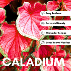 CZ Grain heart-shaped elephant ears display bold color in containers and patios.