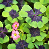 CZ Grain Iron Cross Shamrock bulbs in garden providing year-round color
