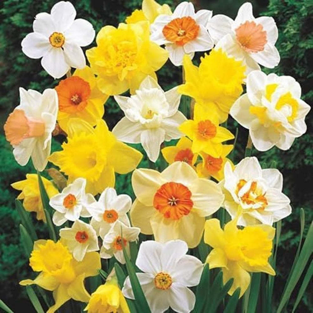 CZ Grain large flowering daffodils 12-14 cm bulbs brighten borders with bold spring color.