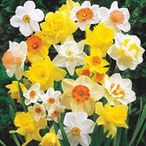 CZ Grain large flowering daffodils 12-14 cm bulbs brighten borders with bold spring color.