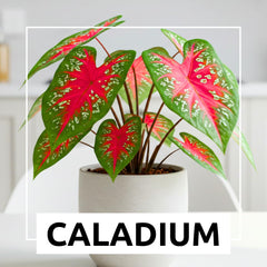 Vibrant tropical foliage from CZ Grain Caladiums brightens indoor displays.