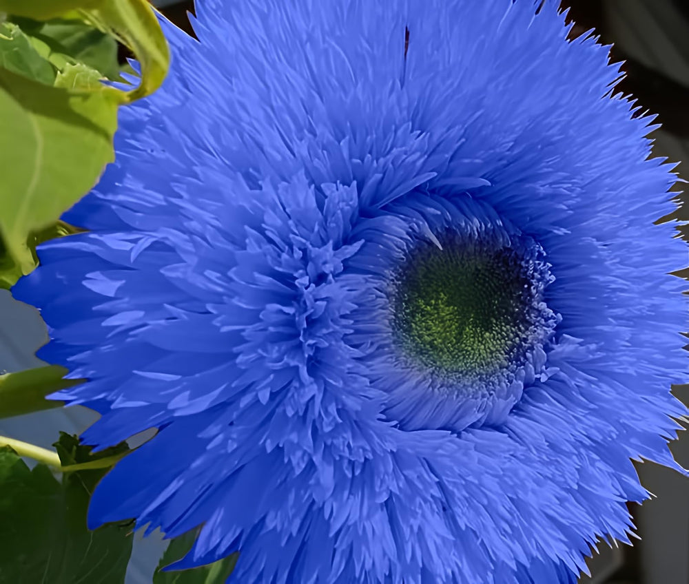 Douxie Blue Teddy Bear sunflower seeds pack ready to plant for vibrant blooms
