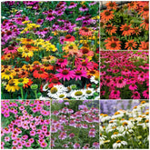 Echinacea seeds mixed-color packet for vibrant border color and easy planting.