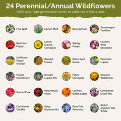 Diverse Eden Brothers wildflower species sampler for a lively pollinator garden.