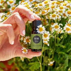Tea Tree diffuser setup by Edens Garden creates fresh, breath-friendly ambiance.