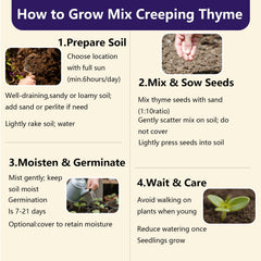 EquSym creeping thyme attracts bees, butterflies, and hummingbirds for biodiversity.