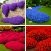 EquSym creeping thyme seeds mixed colors providing vibrant ground cover for sun and shade.