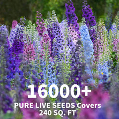 EquSym delphinium blue pink white blooms add color to borders