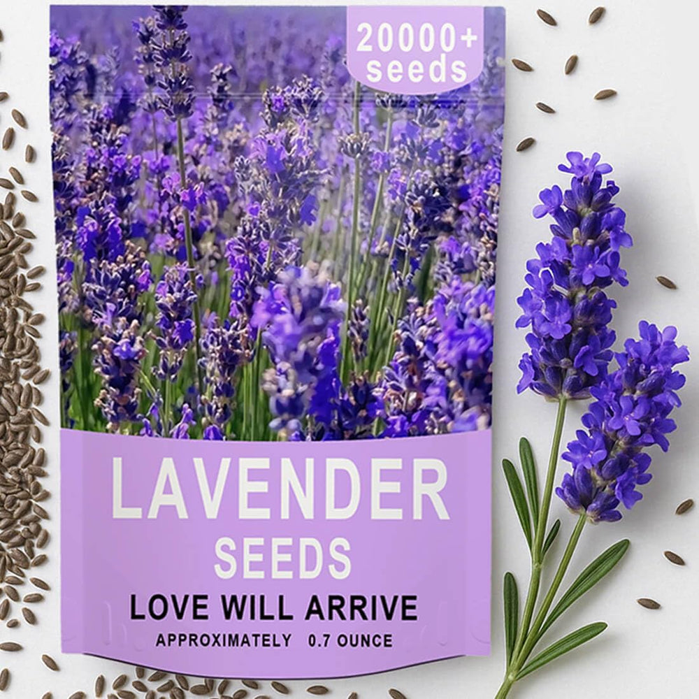 EquSym lavender seeds bulk pack ready for outdoor planting and lush borders