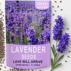 EquSym lavender seeds bulk pack ready for outdoor planting and lush borders