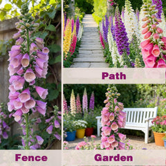 EquSym pollinator-friendly garden with foxglove seeds attracts bees, butterflies, and hummingbirds.