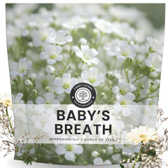 Family Sown Baby's Breath seeds pack ready for planting in beds.