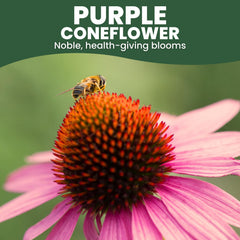 Family Sown perennial-border coneflower plants illustrate drought-tolerant accents for year-round interest.