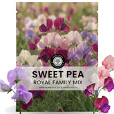 FAMILY SOWN Sweet Pea Royal Family Mix bloom close-up with vibrant color