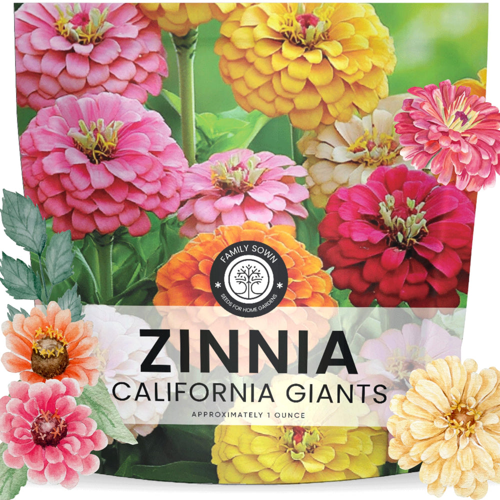 Family Sown Zinnia California Giants seed packet with 3,000+ live seeds for vibrant planting