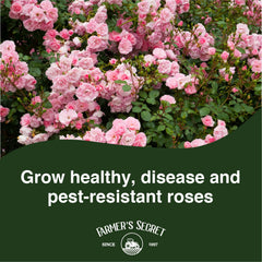 Farmer's Secret Rose Booster bloom closeup shows vibrant blooms with steady nutrition