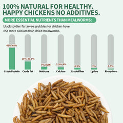 FCI Grubs dried BSFL texture close-up highlighting crispy, digestible protein source