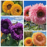 Ficoszo Teddy Bear sunflower seeds pack for easy planting and vibrant blooms.