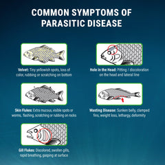 In-tank treatment application demonstrating effective parasite control with Fritz ParaCleanse