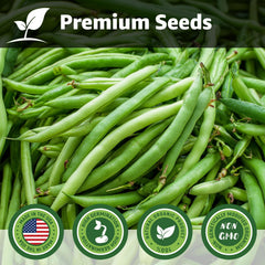 Fruivity 40 Contender bush bean seeds closeup, fast germination supports quick harvest planning.