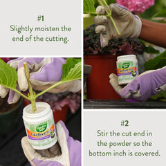 African violet cutting with TakeRoot on the end for rooting.