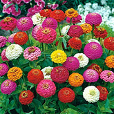 Generic 1000 Dwarf Lilliput Mix Zinnia seeds packshot ready for planting, pollinator-friendly.