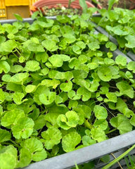 Close-up of Generic Centella seeds highlighting premium non-GMO quality