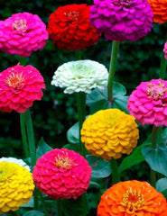 Generic Zinnia blooms close-up showcasing vivid colors, ideal for attracting butterflies.